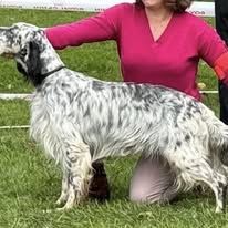 Jeune mâle setter anglais tricolore #4