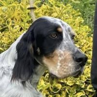 Jeune mâle setter anglais tricolore #3