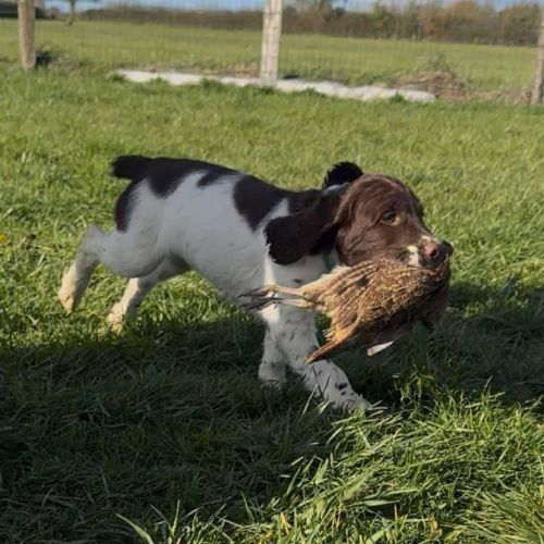 Chiot springer spaniel #1