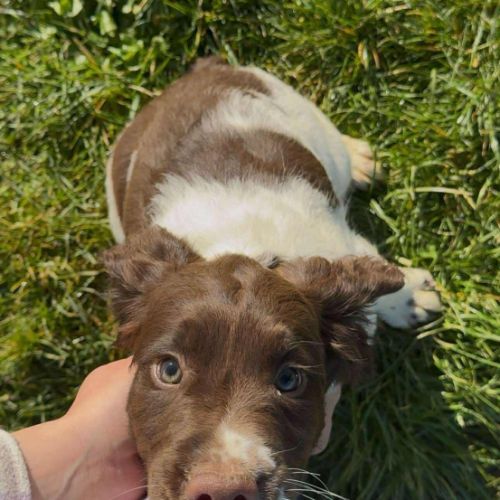 Chiot springer spaniel #2