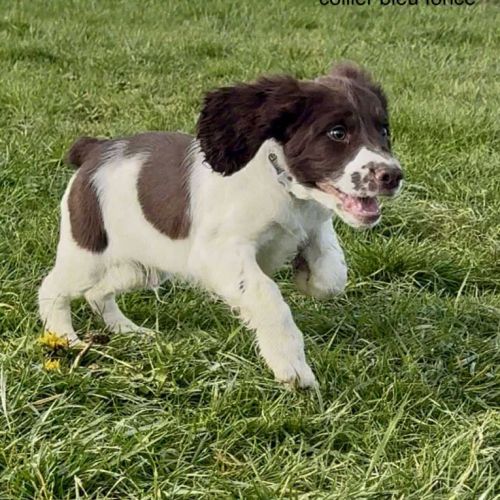 Chiot springer spaniel #3