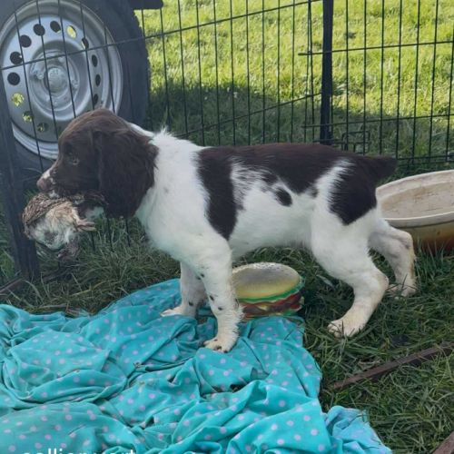 Chiot springer spaniel #4