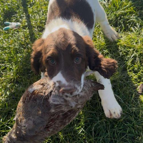 Chiot springer spaniel #5