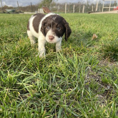 Chiot springer spaniel #3