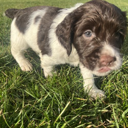 Chiot springer spaniel #4