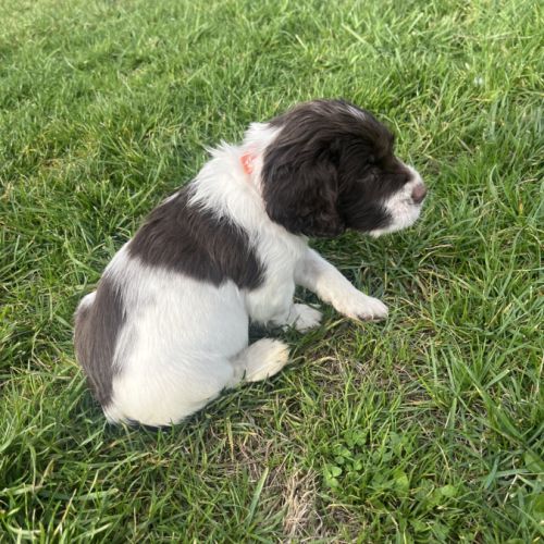 Chiot springer spaniel #5