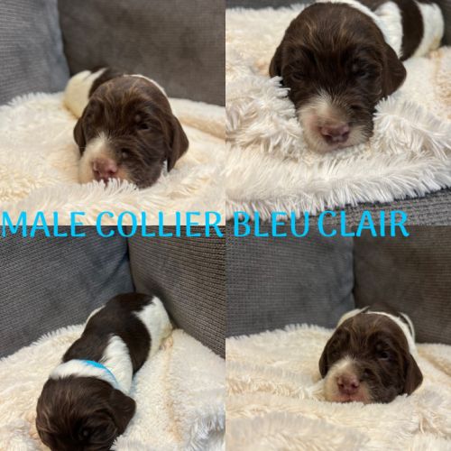 Chiot springer spaniel #6