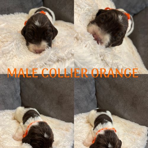 Chiot springer spaniel #7