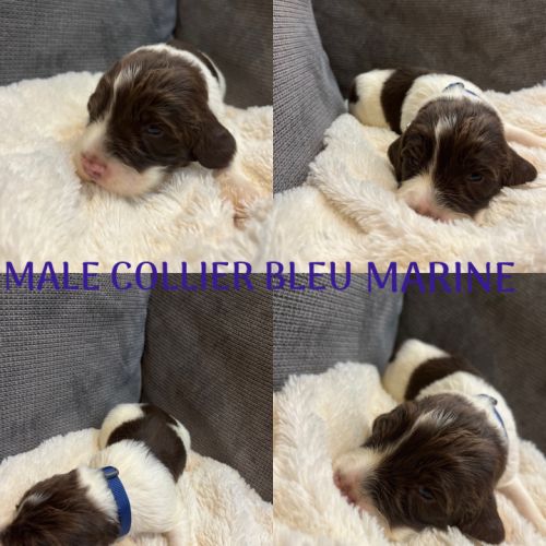 Chiot springer spaniel #0