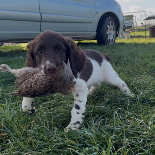 Chiot springer spaniel