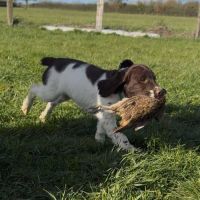 Chiot springer spaniel #1