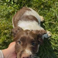 Chiot springer spaniel #2