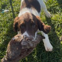 Chiot springer spaniel #5