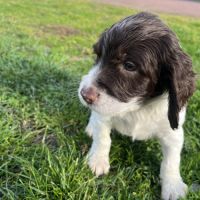 Chiot springer spaniel #1