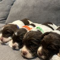 Chiot springer spaniel #2