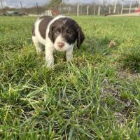 Chiot springer spaniel #3