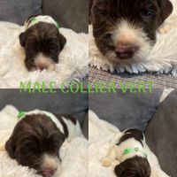 Chiot springer spaniel #8