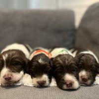 Chiot springer spaniel #10