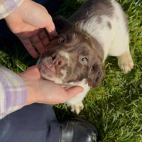 Chiot springer spaniel #6