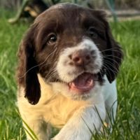 Chiot springer spaniel
