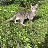 Chat miky à l adoption #2