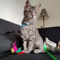 Chat miky à l adoption