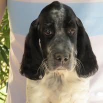 Chiot setter anglais bluebelton #0