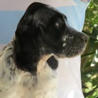 Chiot setter anglais bluebelton #2