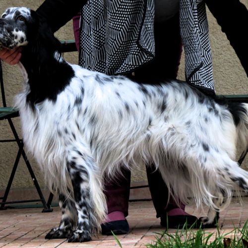 Jeune retraitée d'élevage #2