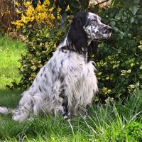 Jeune retraitée d'élevage