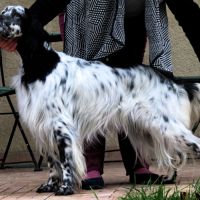 Jeune retraitée d'élevage #2