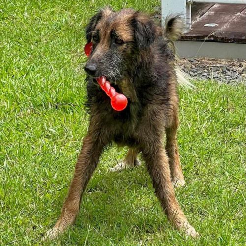 Bobby, un ami pour la vie #1