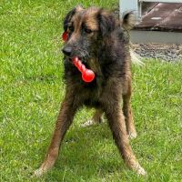 Bobby, un ami pour la vie #1