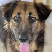 Bobby, un ami pour la vie #3