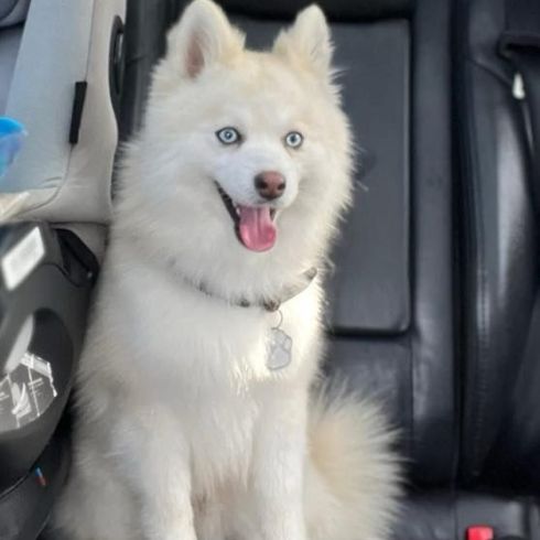 Magnifique type pomsky recherche sa famille #1