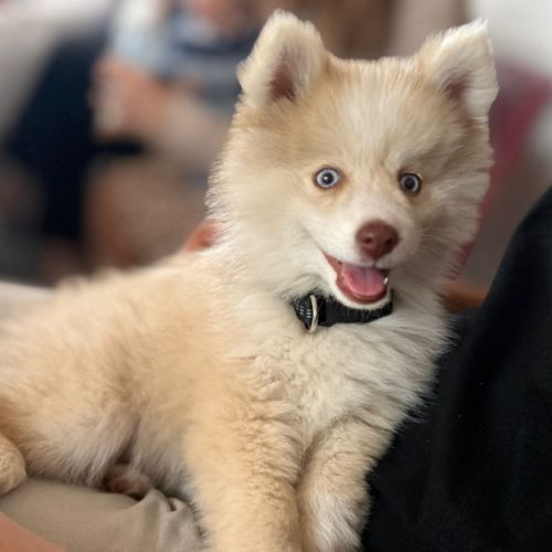 Magnifique type pomsky recherche sa famille #2