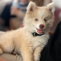 Magnifique type pomsky recherche sa famille #2