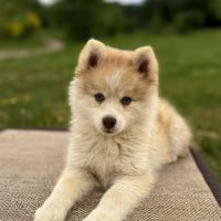 Magnifique type pomsky recherche sa famille #3