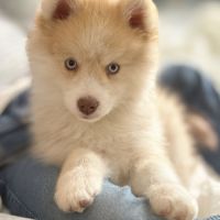 Magnifique type pomsky recherche sa famille #4