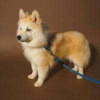 Magnifique type pomsky recherche sa famille #6