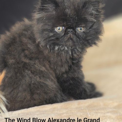 Magnifique et adorable chaton persan #3