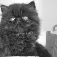 Magnifique et adorable chaton persan #1