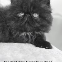 Magnifique et adorable chaton persan #0