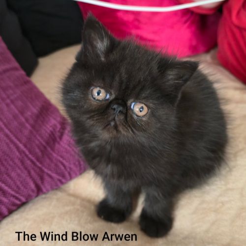 Adorable chaton exotic shorthair #1