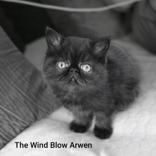 Adorable chaton exotic shorthair #2