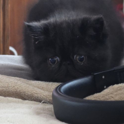 Adorable chaton exotic shorthair