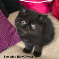 Adorable chaton exotic shorthair #1