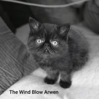 Adorable chaton exotic shorthair #2