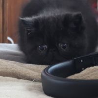 Adorable chaton exotic shorthair #0