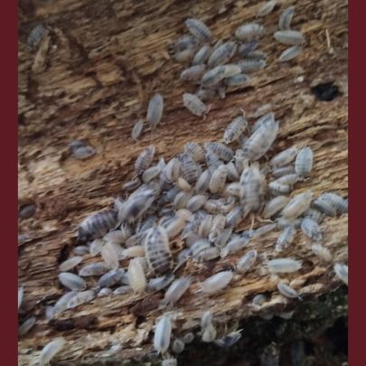 Cloporte dairy cow #0